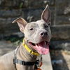 adoptable Dog in New York, NY named Casey