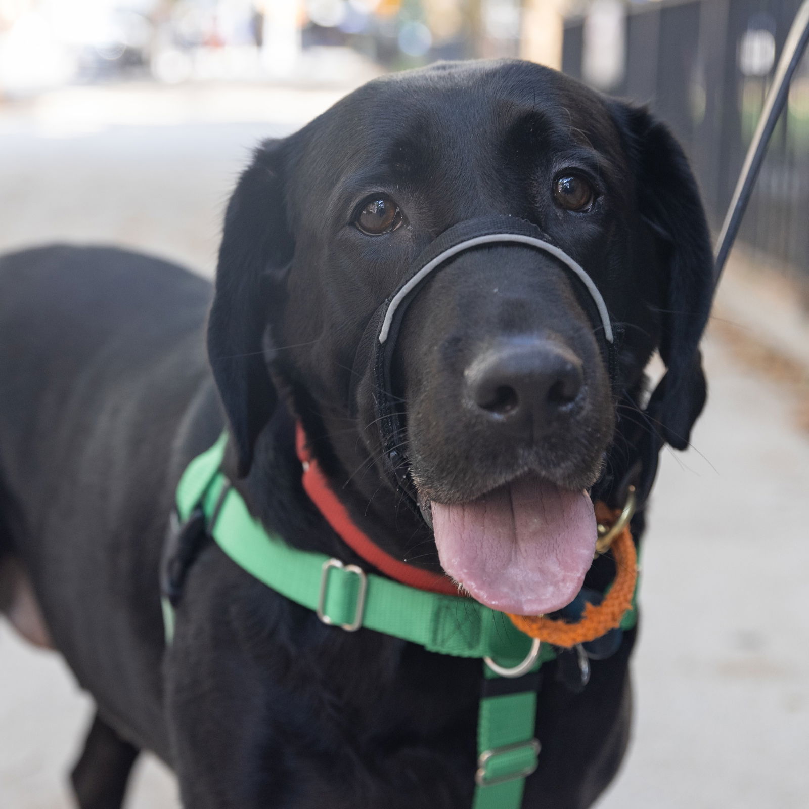 adoptable Dog in New York, NY named Loofah