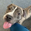 adoptable Dog in New York, NY named Dibo