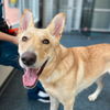 adoptable Dog in New York, NY named Raya