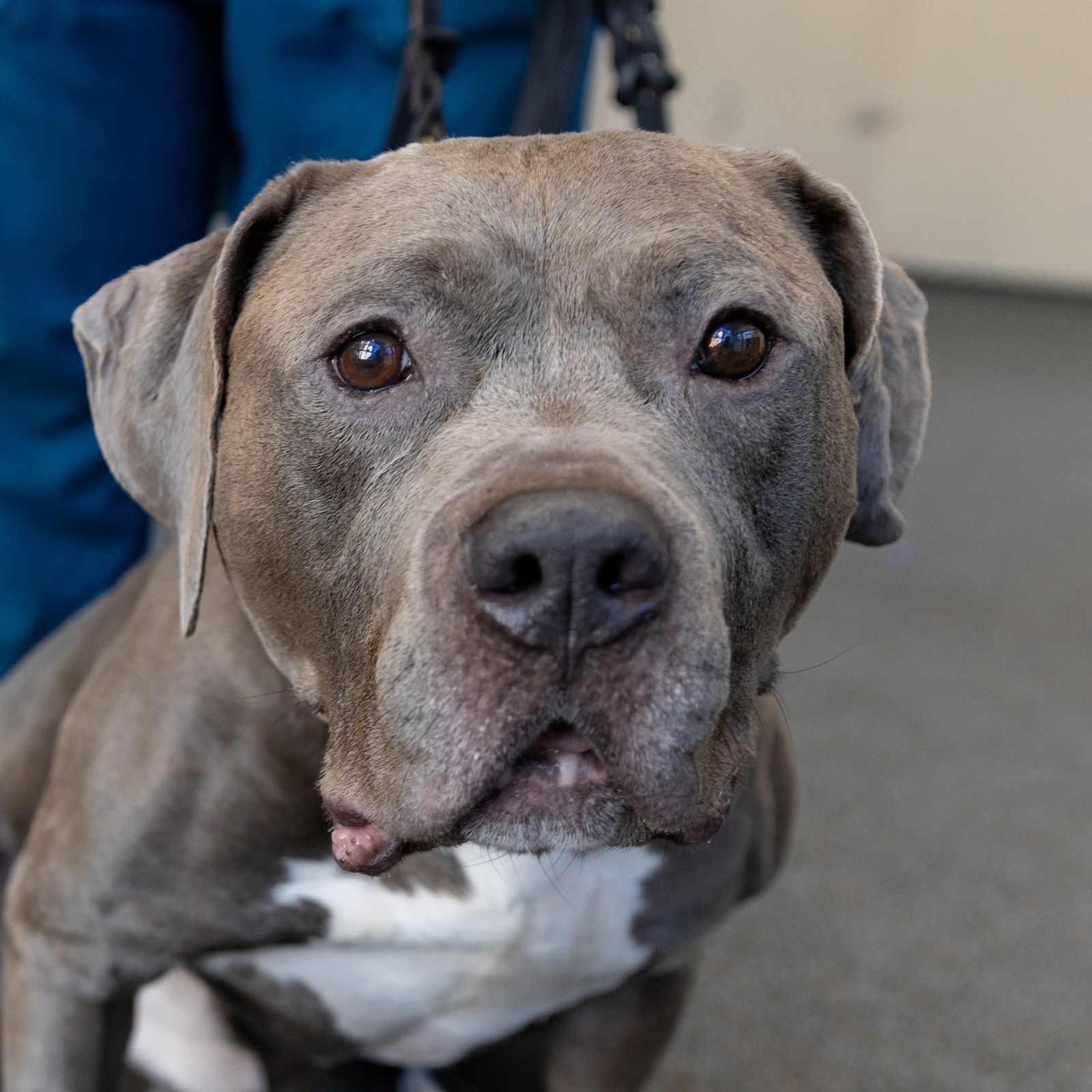 adoptable Dog in New York, NY named Campfire