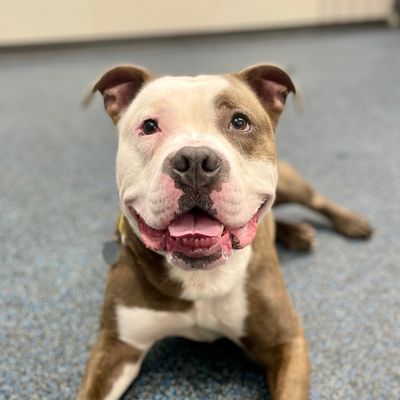 picture of the dog needing adoption