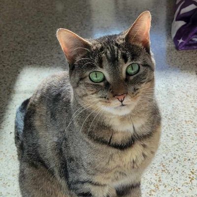 picture of the cat needing adoption