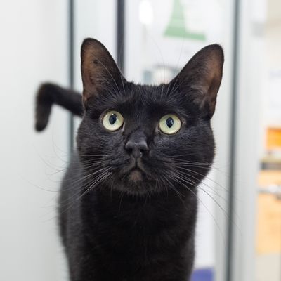 picture of the cat needing adoption