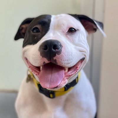 picture of the dog needing adoption