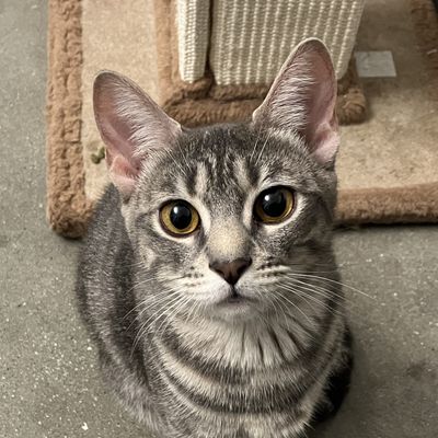 picture of the cat needing adoption