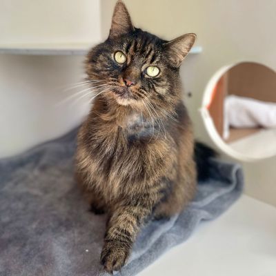 picture of the cat needing adoption