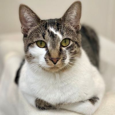 picture of the cat needing adoption