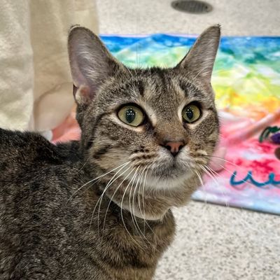 picture of the cat needing adoption