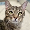 adoptable Cat in New York, NY named Loaf