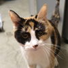 adoptable Cat in New York, NY named Xena
