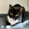 adoptable Cat in New York, NY named Limon