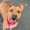adoptable Dog in  named Pretzel