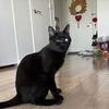 adoptable Cat in New York, NY named Pomelo