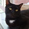 adoptable Cat in , NY named Donovan