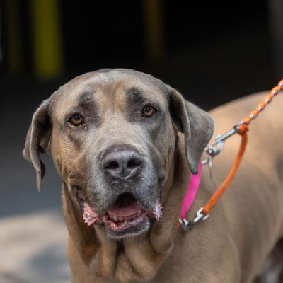 adoptable Dog in New York, NY named King