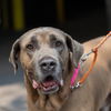 adoptable Dog in  named King