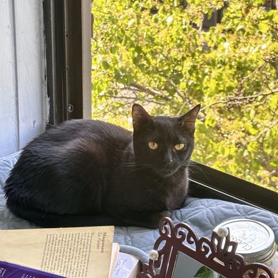 adoptable Cat in New York, NY named Papaya