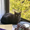 adoptable Cat in New York, NY named Papaya