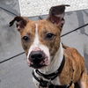 adoptable Dog in  named Speckles