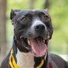 adoptable Dog in  named Kayak