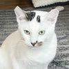 adoptable Cat in , NY named Corona