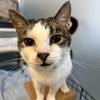 adoptable Cat in , NY named Mezcal
