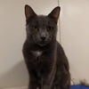 adoptable Cat in  named Laguna