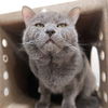 adoptable Cat in  named Breeze