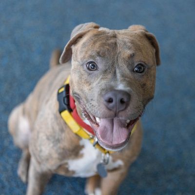 adoptable Dog in New York, NY named Zonker