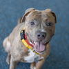 adoptable Dog in  named Zonker