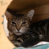 adoptable Cat in  named Ziti