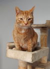 adoptable Cat in montello, WI named Salem (Bonded with Grommet)