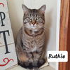 adoptable Cat in Montello, WI named Ruthie