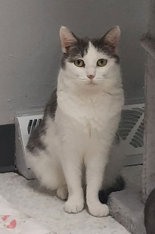 picture of the cat needing adoption