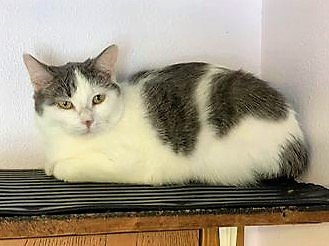 adoptable Cat in Montello, WI named Skittles