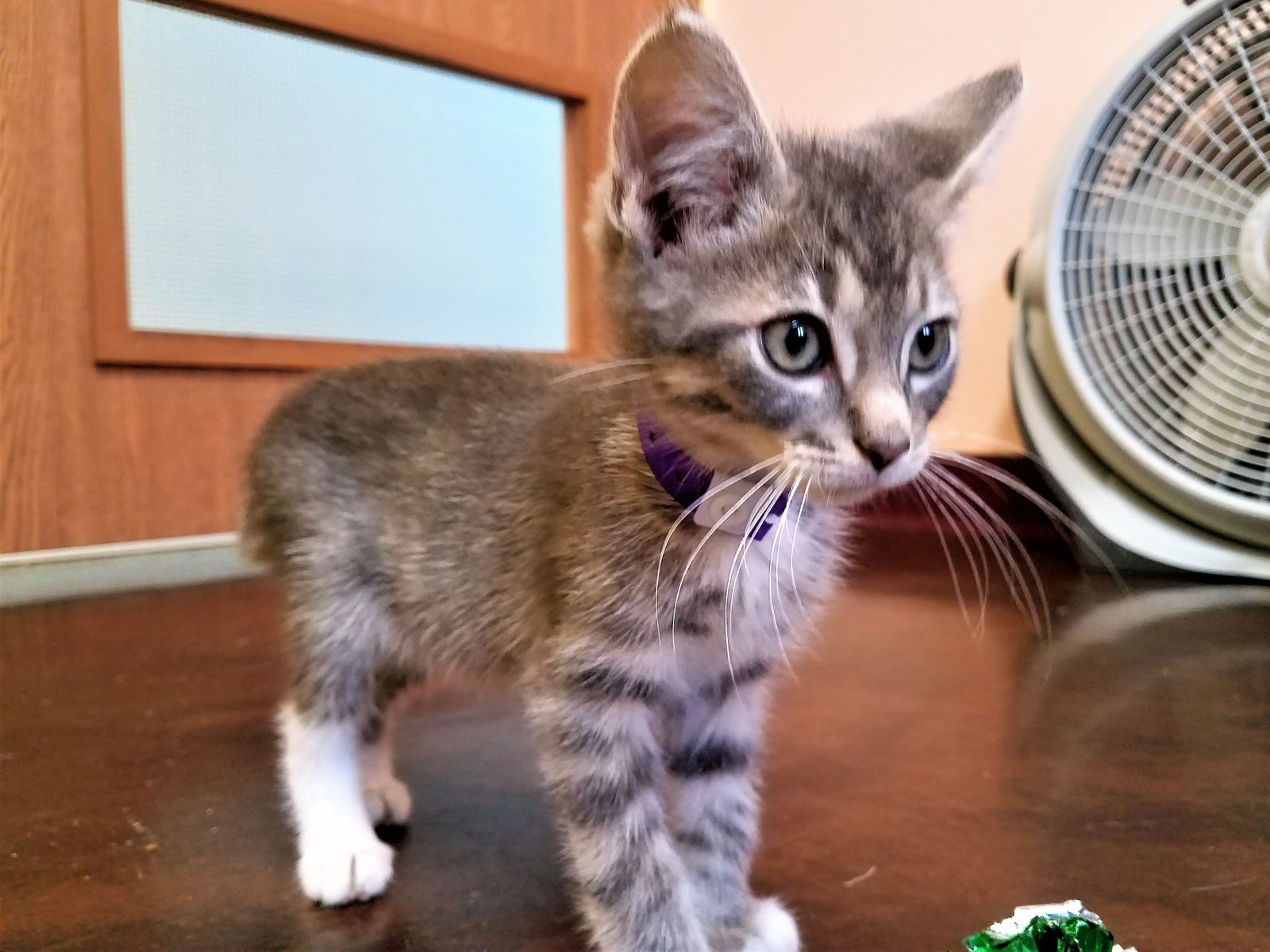 Kitten prices at hot sale petsmart