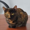 adoptable Cat in Montello, WI named Brendal