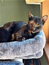 adoptable Cat in , WI named Brendal