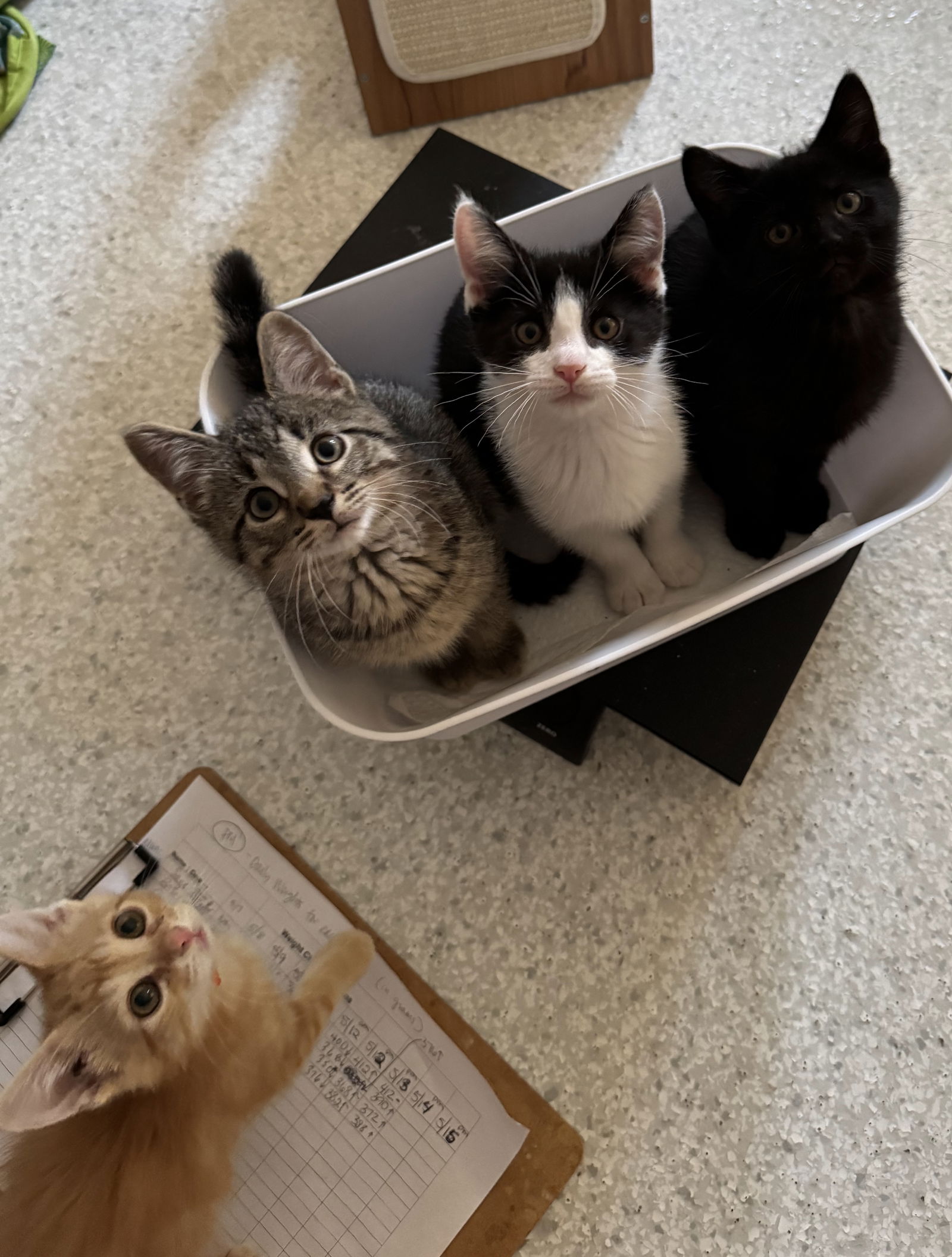 adoptable Cat in Montello, WI named ***Kitten Special 2 for $200