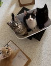 adoptable Cat in Montello, WI named ***Kitten Special 2 for $200
