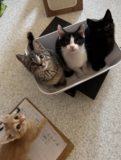 picture of the cat needing adoption