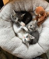 ***Kitten Special 2 for $200 - Photo 3