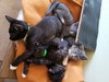 ***Kitten Special 2 for $200 - Photo 4