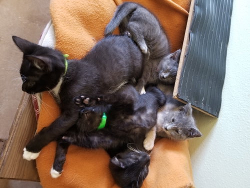 Photo 4 of ***Kitten Special 2 for $200