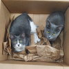 ***Kitten Special 2 for $200 - Photo 5