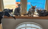 ***Kitten Special 2 for $200 - Photo 6