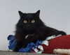 adoptable Cat in montello, WI named Grommet (Bonded with Salem)