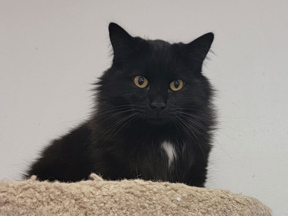 adoptable Cat in Montello, WI named Grommet