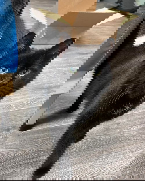 picture of the cat needing adoption